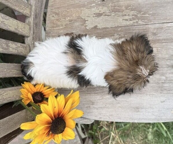 Medium Photo #4 Shih Tzu Puppy For Sale in THORP, WI, USA