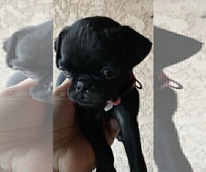 Pug Puppy for sale in TULARE, CA, USA