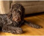 Small #3 Labradoodle