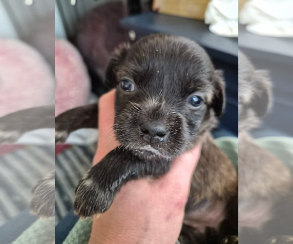 Medium Photo #1 Labrador Retriever-Unknown Mix Puppy For Sale in Holly Springs, NC, USA
