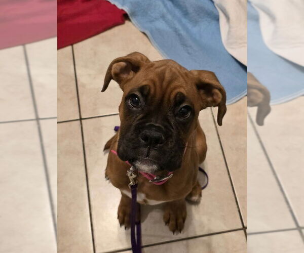 Medium Photo #1 Boxer Puppy For Sale in Brights Grove, Ontario, Canada