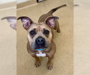 American Pit Bull Terrier-Bulldog Mix Dogs for adoption in Derwood, MD, USA