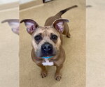 Small American Pit Bull Terrier-Bulldog Mix