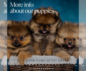 Pomeranian Puppy for sale in Esztergom, Komarom-Esztergom, Hungary