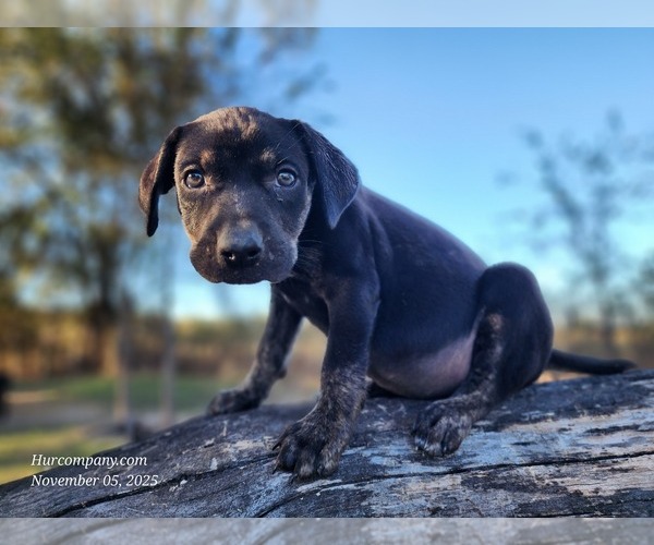 Medium Photo #5 Catahoula Leopard Dog Puppy For Sale in CUMBY, TX, USA