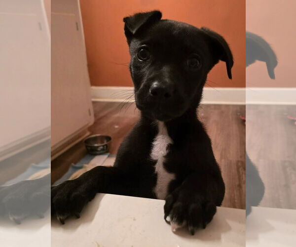 Medium Photo #2 Boston Terrier-Labrador Retriever Mix Puppy For Sale in Oakhurst, NJ, USA