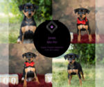 Small Photo #13 Miniature Pinscher Puppy For Sale in WARSAW, IN, USA