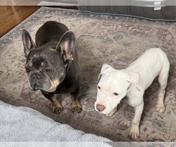 Medium Photo #4 Labrador Retriever-Unknown Mix Puppy For Sale in New York, NY, USA