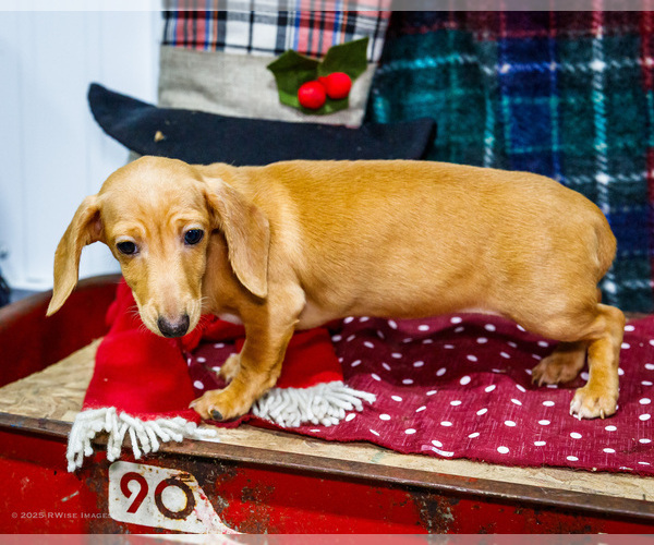 Medium Photo #4 Dachshund Puppy For Sale in WAKARUSA, IN, USA