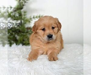 Golden Retriever Puppy for sale in NEWPORT, PA, USA