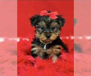 Yorkshire Terrier Puppy for sale in WEST PALM BEACH, FL, USA