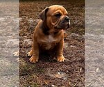 Small Photo #5 American Bully Puppy For Sale in SARASOTA, FL, USA