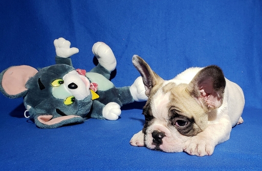 Medium Photo #8 French Bulldog Puppy For Sale in ADRIAN, MI, USA