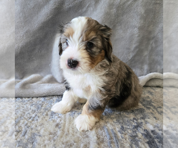 Medium Photo #19 Aussiedoodle Miniature -Miniature Bernedoodle Mix Puppy For Sale in CULPEPER, VA, USA