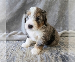 Small #2 Aussiedoodle Miniature -Miniature Bernedoodle Mix