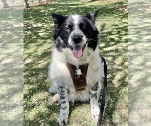 Australian Shepherd-Unknown Mix Dogs for adoption in Winter Park, CO, USA