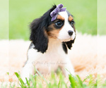Small #5 Cavalier King Charles Spaniel