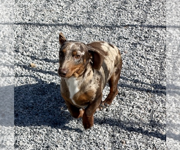 Medium Photo #3 Dachshund Puppy For Sale in CASSVILLE, MO, USA