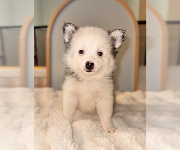 Medium Photo #1 Pomsky Puppy For Sale in LINCOLN, NE, USA