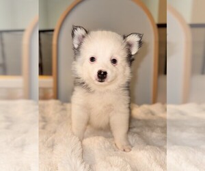 Pomsky Puppy for sale in LINCOLN, NE, USA