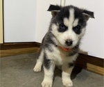 Small Photo #1 Siberian Husky Puppy For Sale in FORT WAYNE, IN, USA