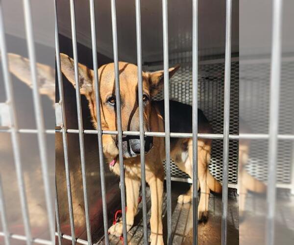 Medium Photo #1 German Shepherd Dog Puppy For Sale in Bakersfield, CA, USA
