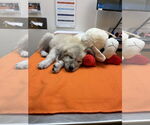 Small #3 Great Pyrenees Mix