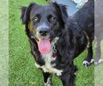 Small #7 Collie Mix