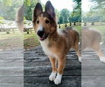 Small Photo #5 Collie Puppy For Sale in CHARLOTTE, NC, USA