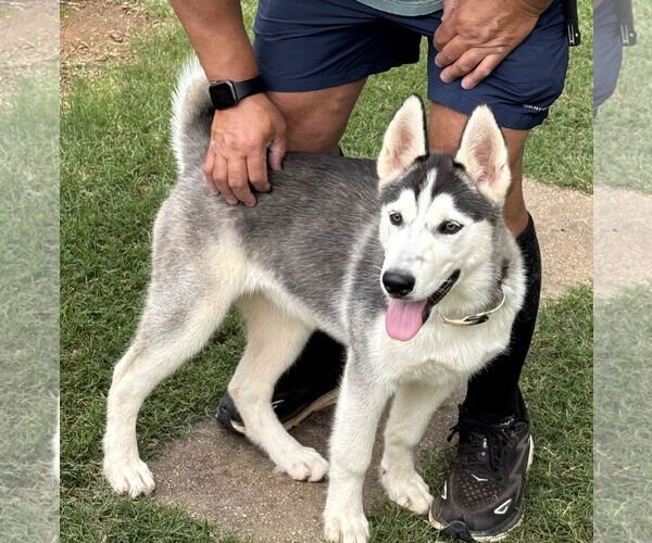 Medium Photo #4 Siberian Husky Puppy For Sale in Cumming, GA, USA