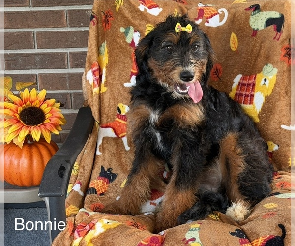 Medium Photo #2 Bernedoodle (Miniature) Puppy For Sale in KINGSPORT, TN, USA