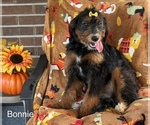 Litter of 5 - Female Bernedoodle (Miniature)Litter of Puppies for Sale - Photo #2
