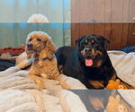 Small #2 Rottweiler Mix