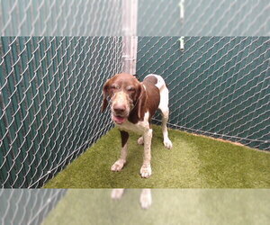 English Coonhound Dogs for adoption in Downey, CA, USA