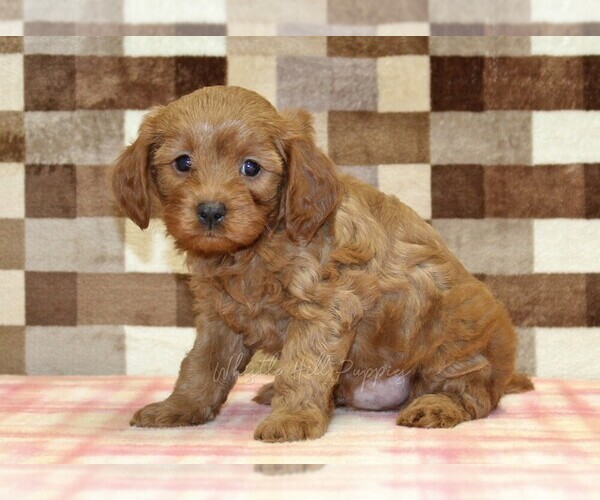 Medium Photo #4 Cavapoo (Miniature) Puppy For Sale in DENVER, PA, USA