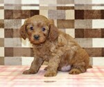 Small #3 Cavapoo (Miniature)