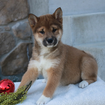 Medium Photo #1 Shiba Inu Puppy For Sale in GAP, PA, USA