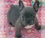 Small Photo #2 French Bulldog Puppy For Sale in FAYETTEVILLE, NC, USA