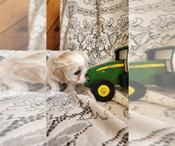 Medium Photo #21 Mal-Shi Puppy For Sale in GREENWOOD, WI, USA