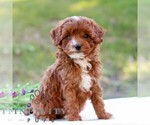 Dorthy - Female Cavapoo (Miniature) Puppy for Sale - Photo #4