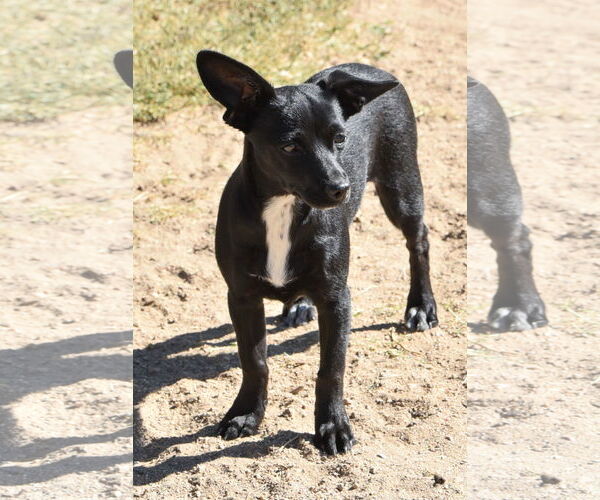 Medium Photo #2 Chihuahua Puppy For Sale in Hesperia, CA, USA