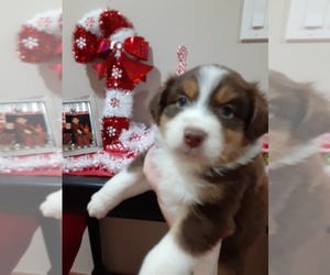 Australian Shepherd Puppy for sale in VANCOUVER, WA, USA