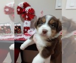 Small Photo #1 Australian Shepherd Puppy For Sale in VANCOUVER, WA, USA