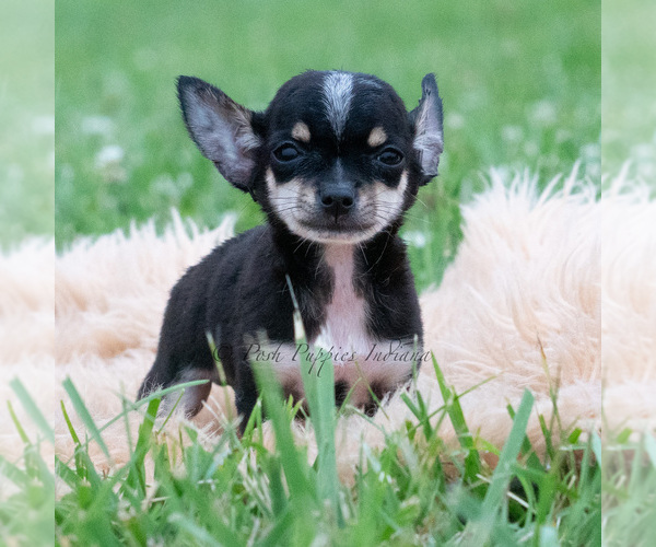 Medium Photo #1 Chihuahua Puppy For Sale in WARSAW, IN, USA
