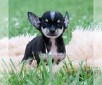 Puppy Lopez Chihuahua
