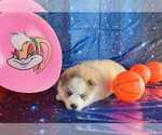 Puppy Lola Pomsky