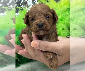 Cavapoo Puppy for sale in BULLARD, TX, USA