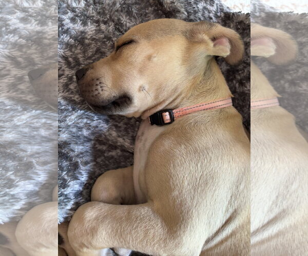 Medium Photo #5 Mutt Puppy For Sale in Rockaway, NJ, USA