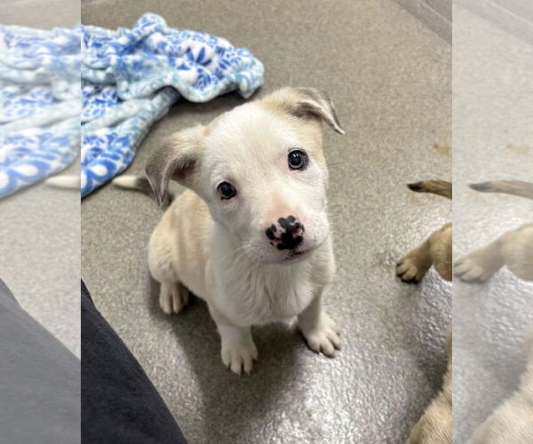 Medium Photo #1 Mutt Puppy For Sale in Sterling, MA, USA