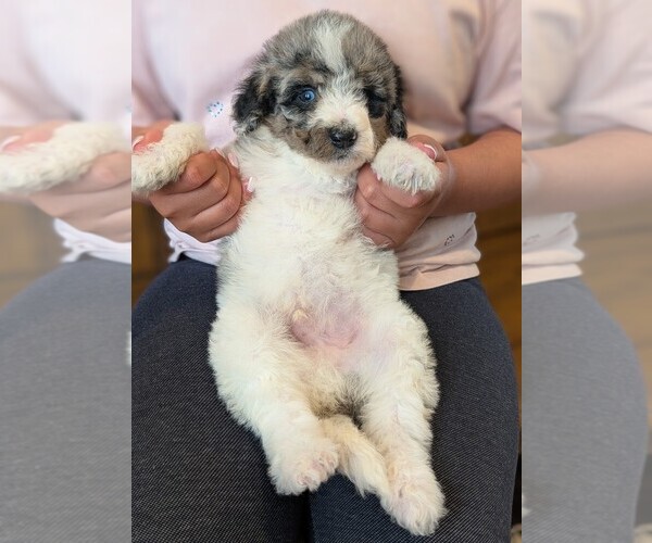 Medium Photo #1 Bernedoodle-Golden Mountain Dog Mix Puppy For Sale in DAVIS, CA, USA